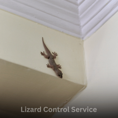 Lizard Control Service